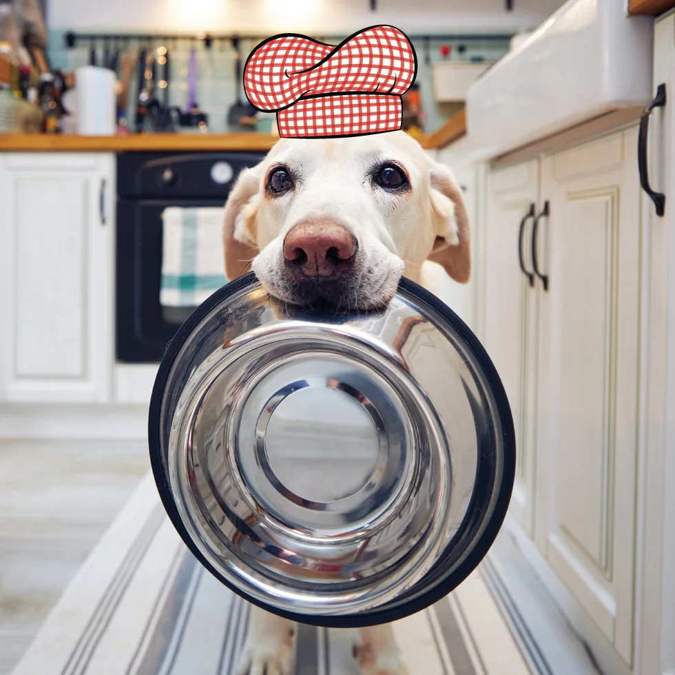 DOG IN THE KITCHEN